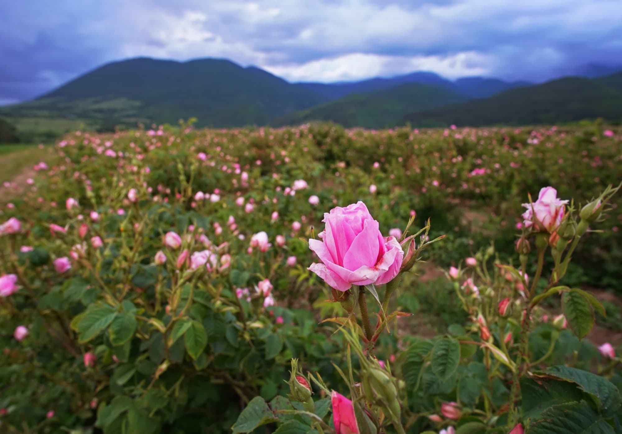 Rose picking at dawn in Kazanlak